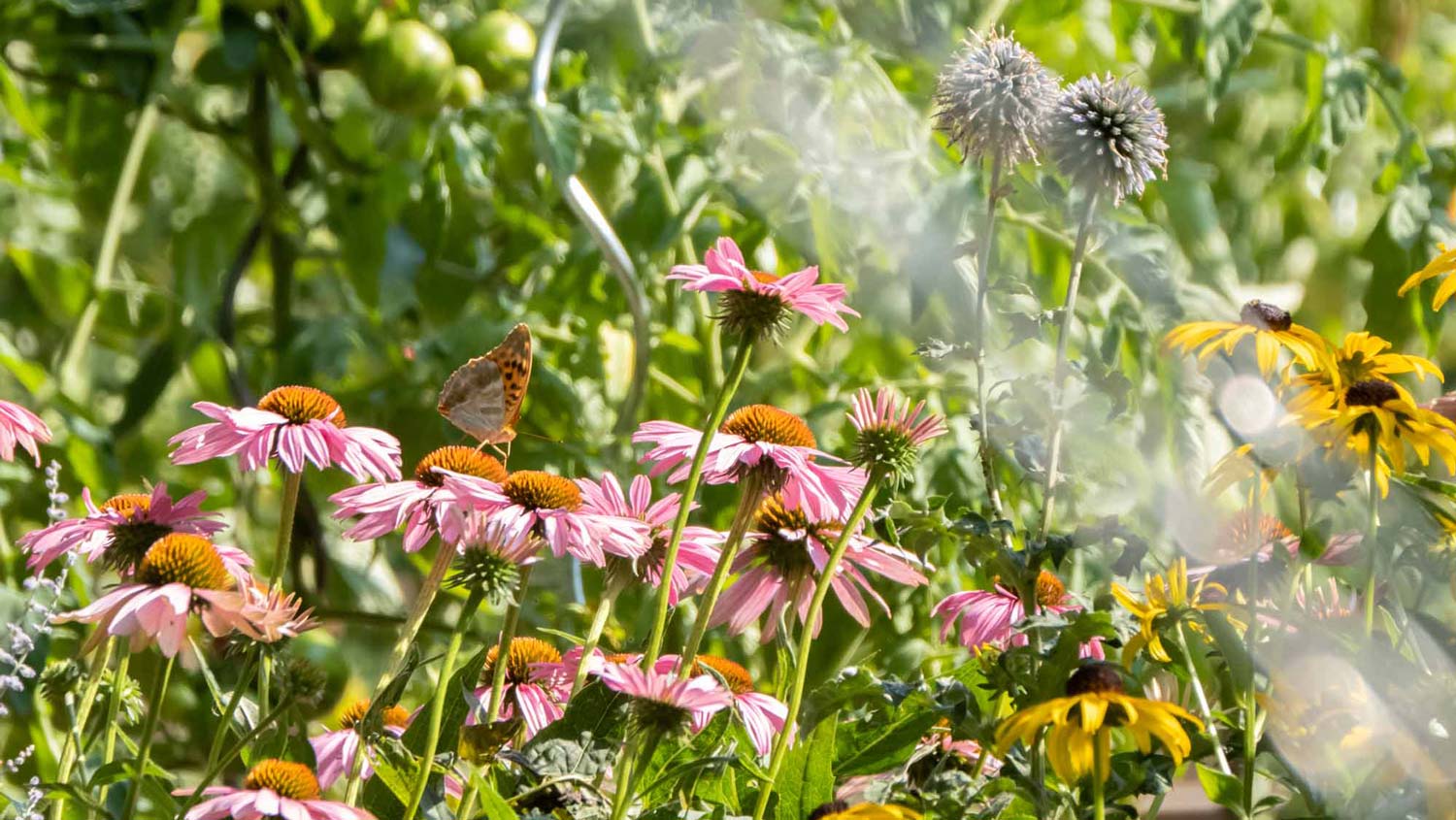 Artenvielfalt und Garten