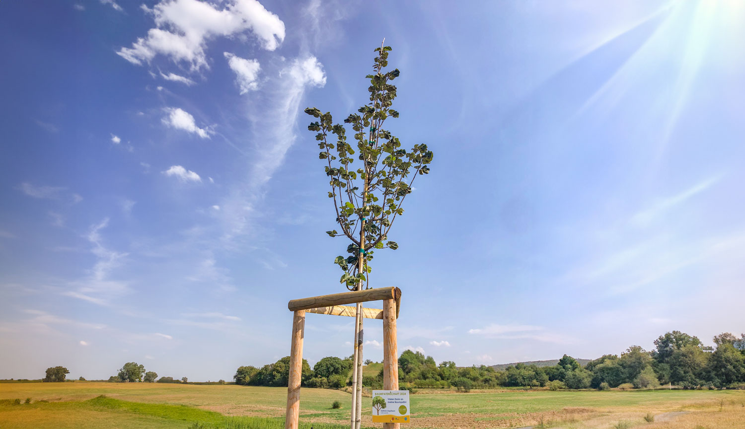 Begrünung mit klimafitten Bäumen