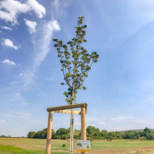 Begrünung mit klimafitten Bäumen