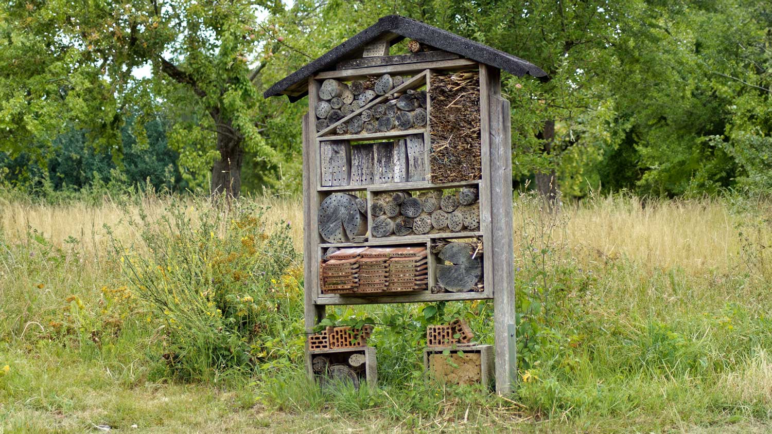 Biodiversitätshotspot