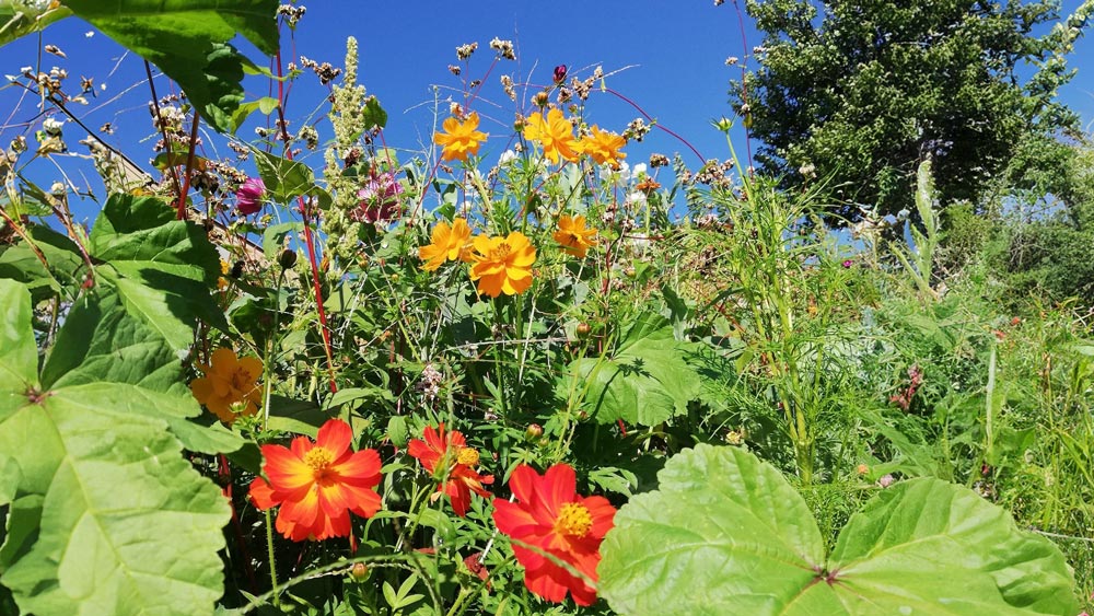 Mein Garten im Klimawandel