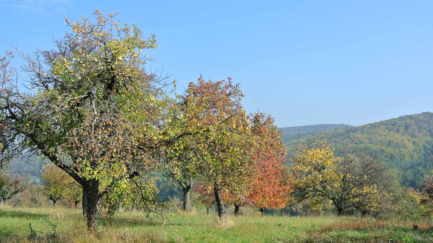 Klimafitte Obstsorten für Streuobstwiesen