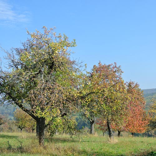 Klimafitte Obstsorten für Streuobstwiesen