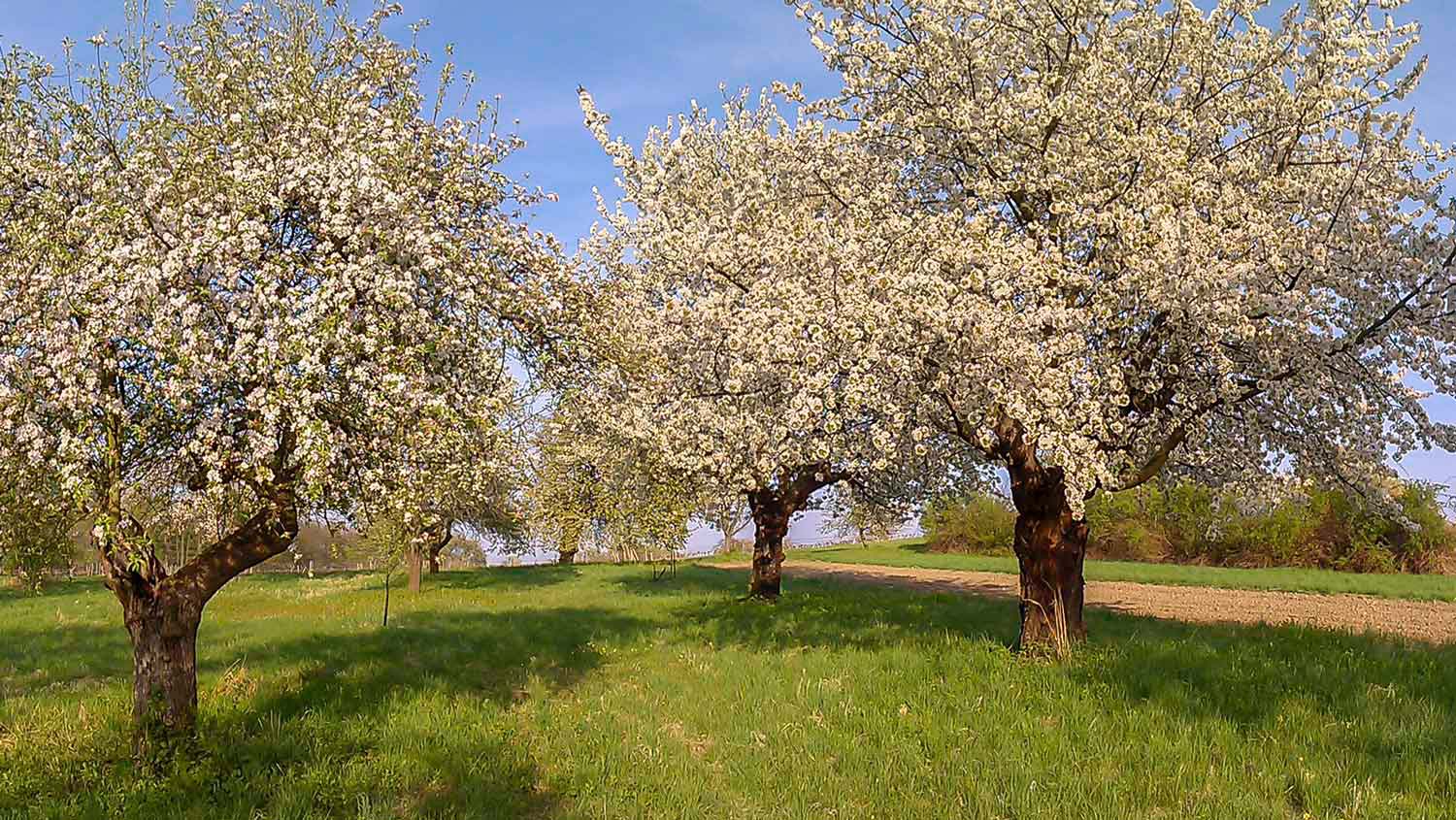 Landwirtschaft und Streuobstwiesen