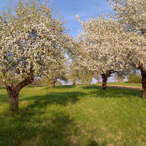 Landwirtschaft & Streuobstwiesen