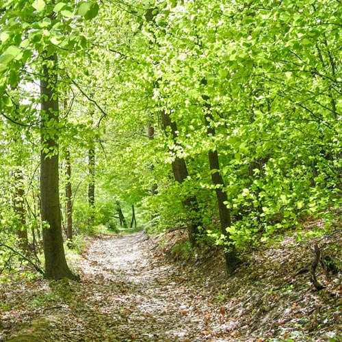 Wälder für die Zukunft