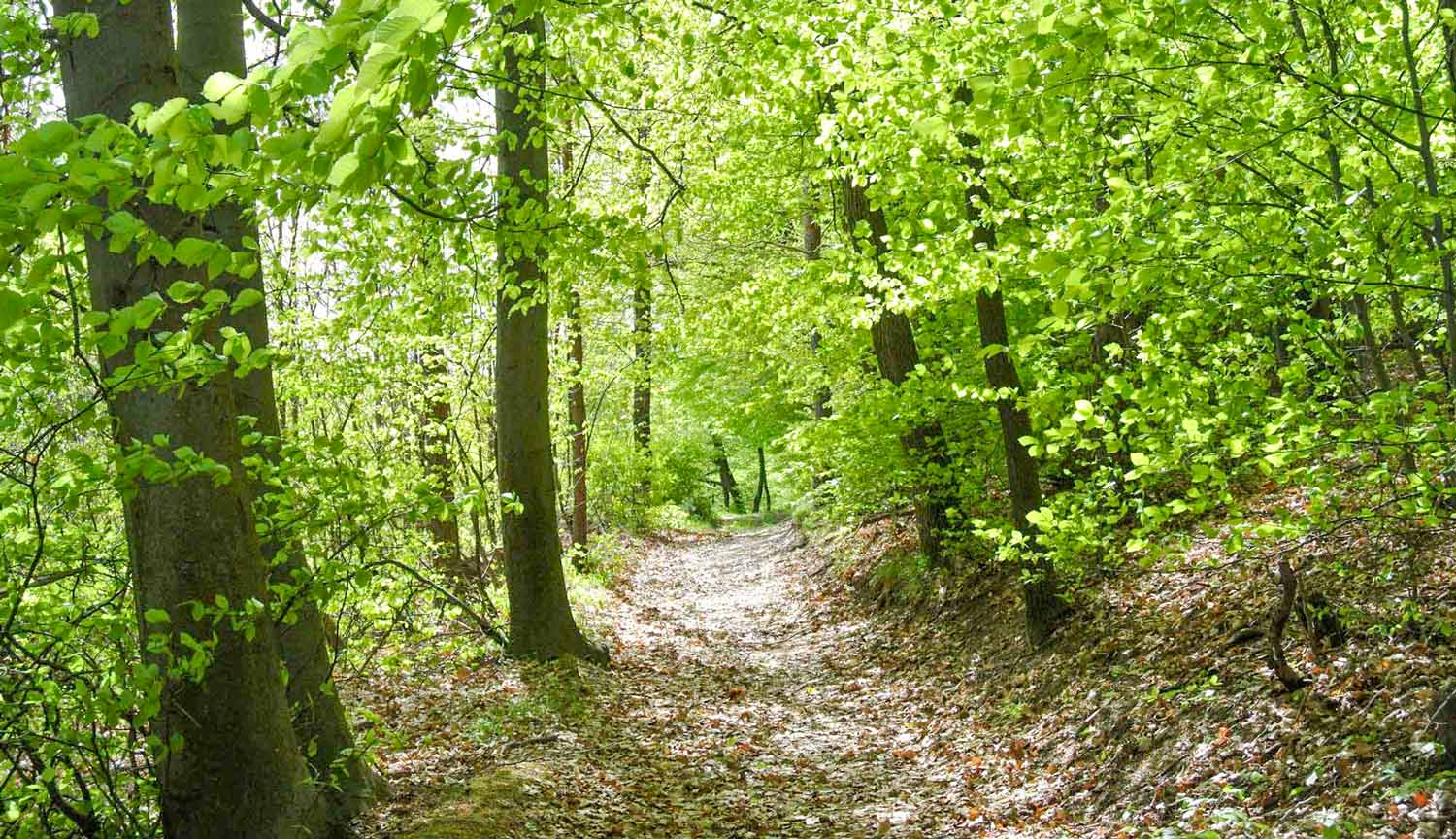 Wälder für die Zukunft